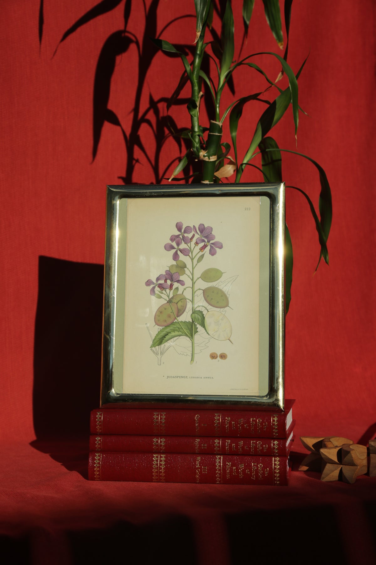 Antique botanical chromolithograph print - Silver Dollar Plant