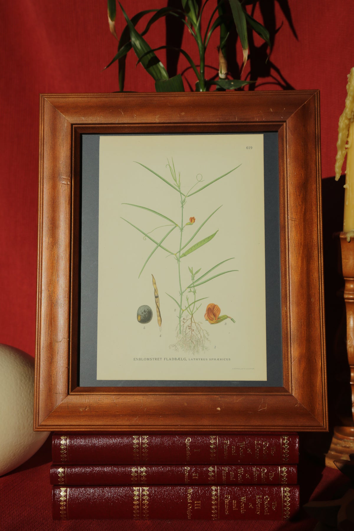 Antique botanical chromolithograph print - Grass Pea