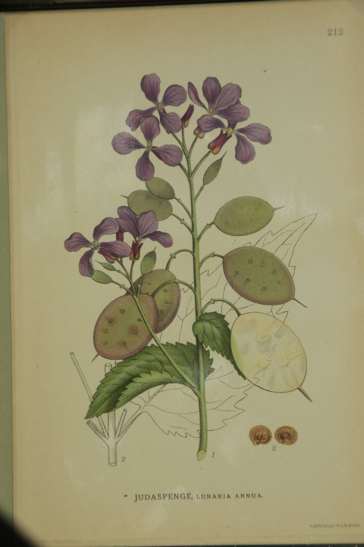 Antique botanical chromolithograph print - Silver Dollar Plant