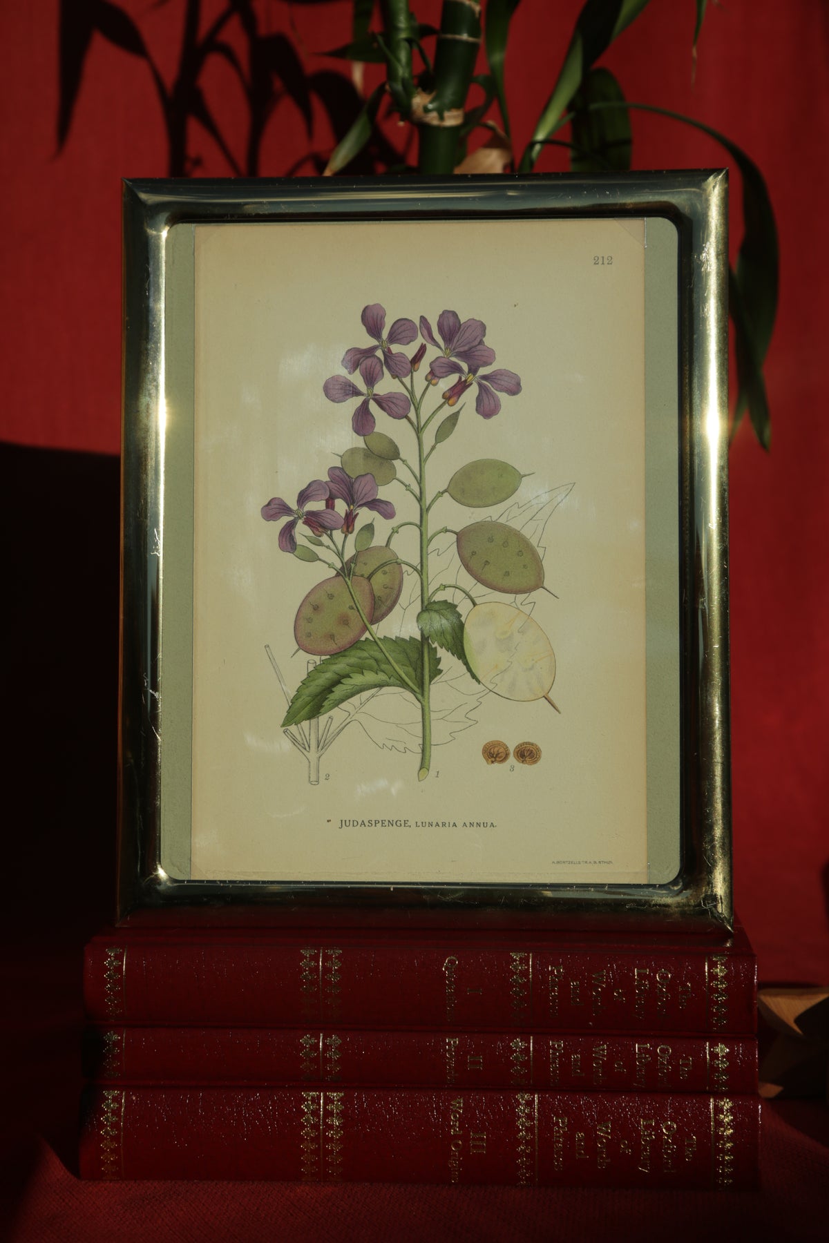 Antique botanical chromolithograph print - Silver Dollar Plant