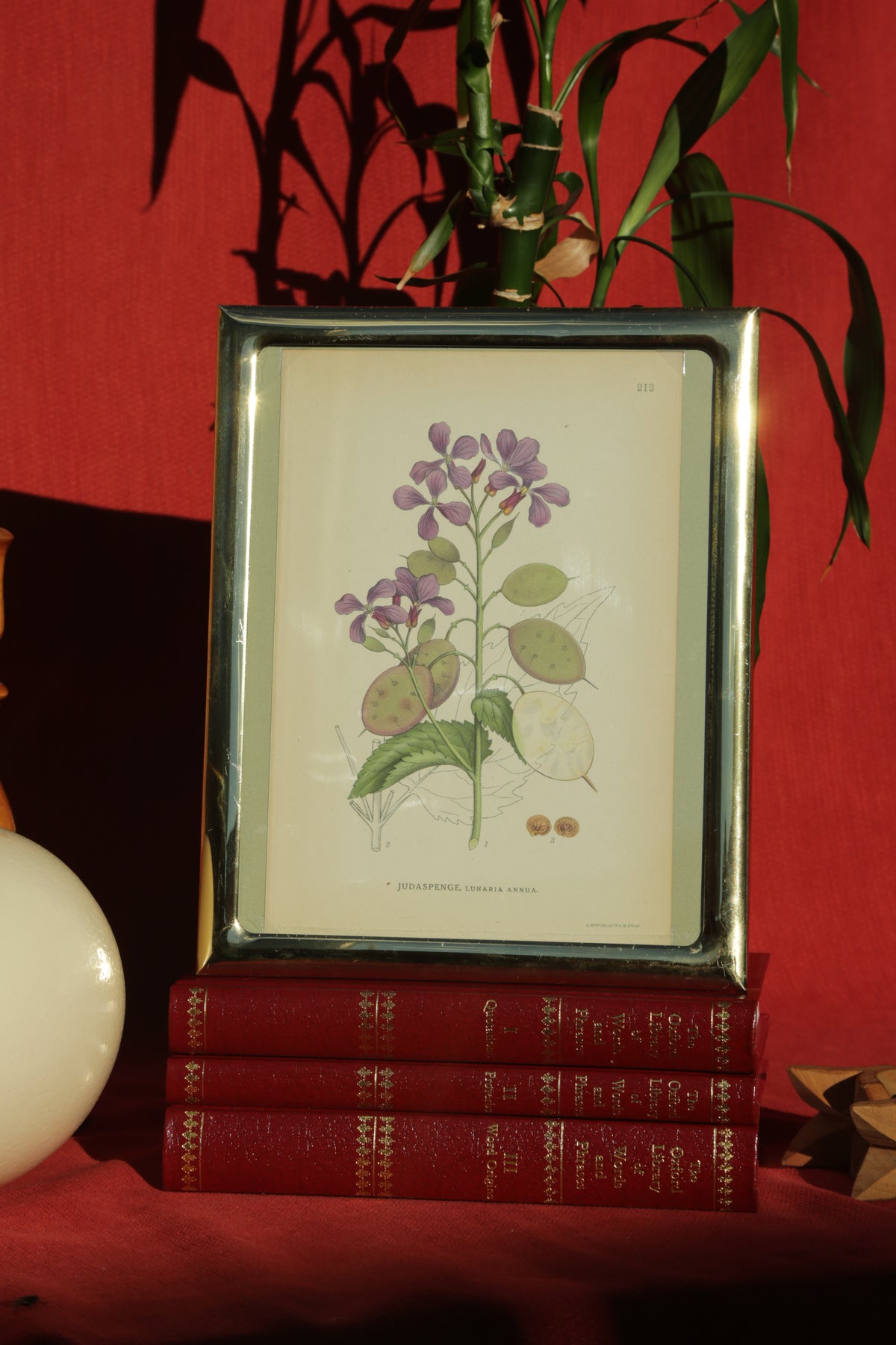 Antique botanical chromolithograph print - Silver Dollar Plant
