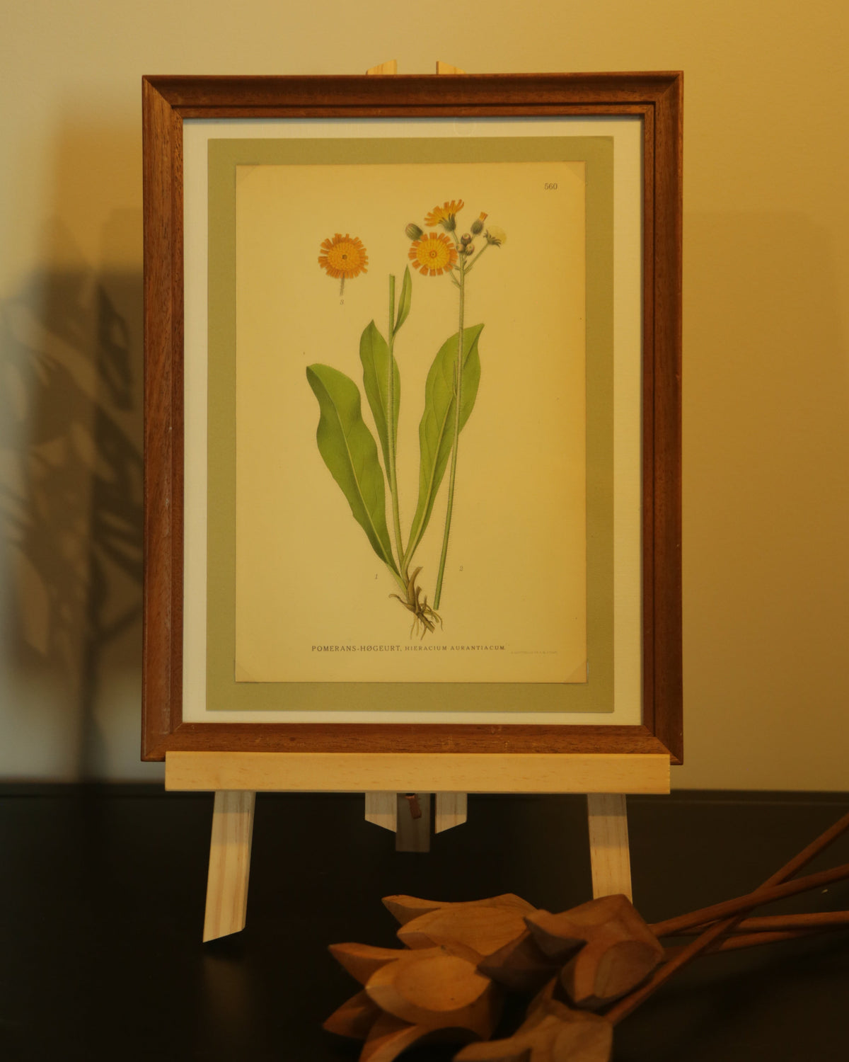 Antique chromolithograph print - Orange Hawkweed