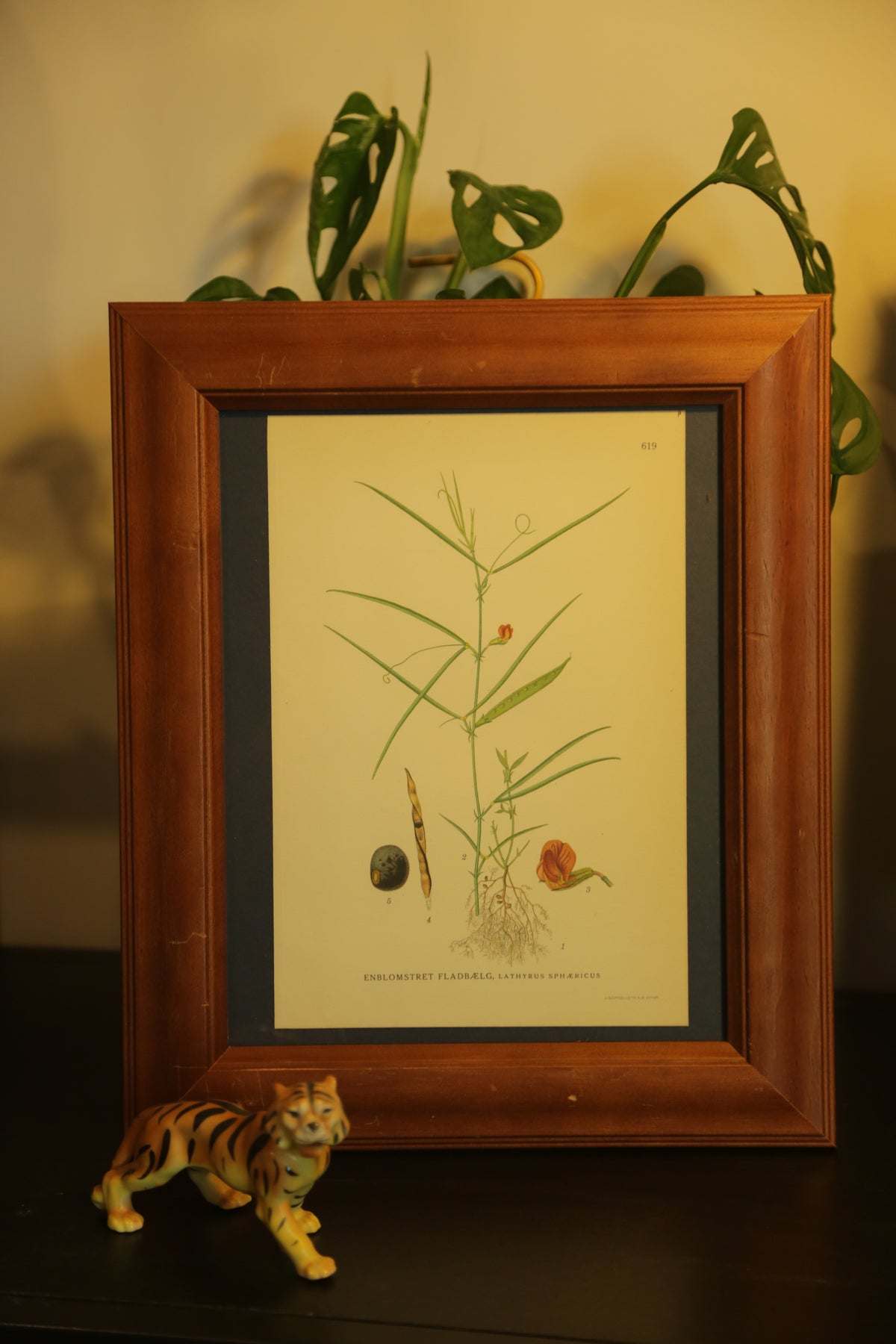 Antique botanical chromolithograph print - Grass Pea