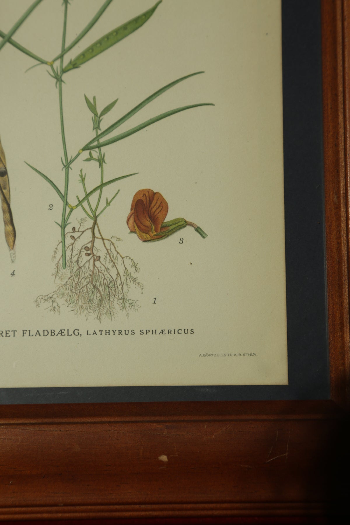 Antique botanical chromolithograph print - Grass Pea