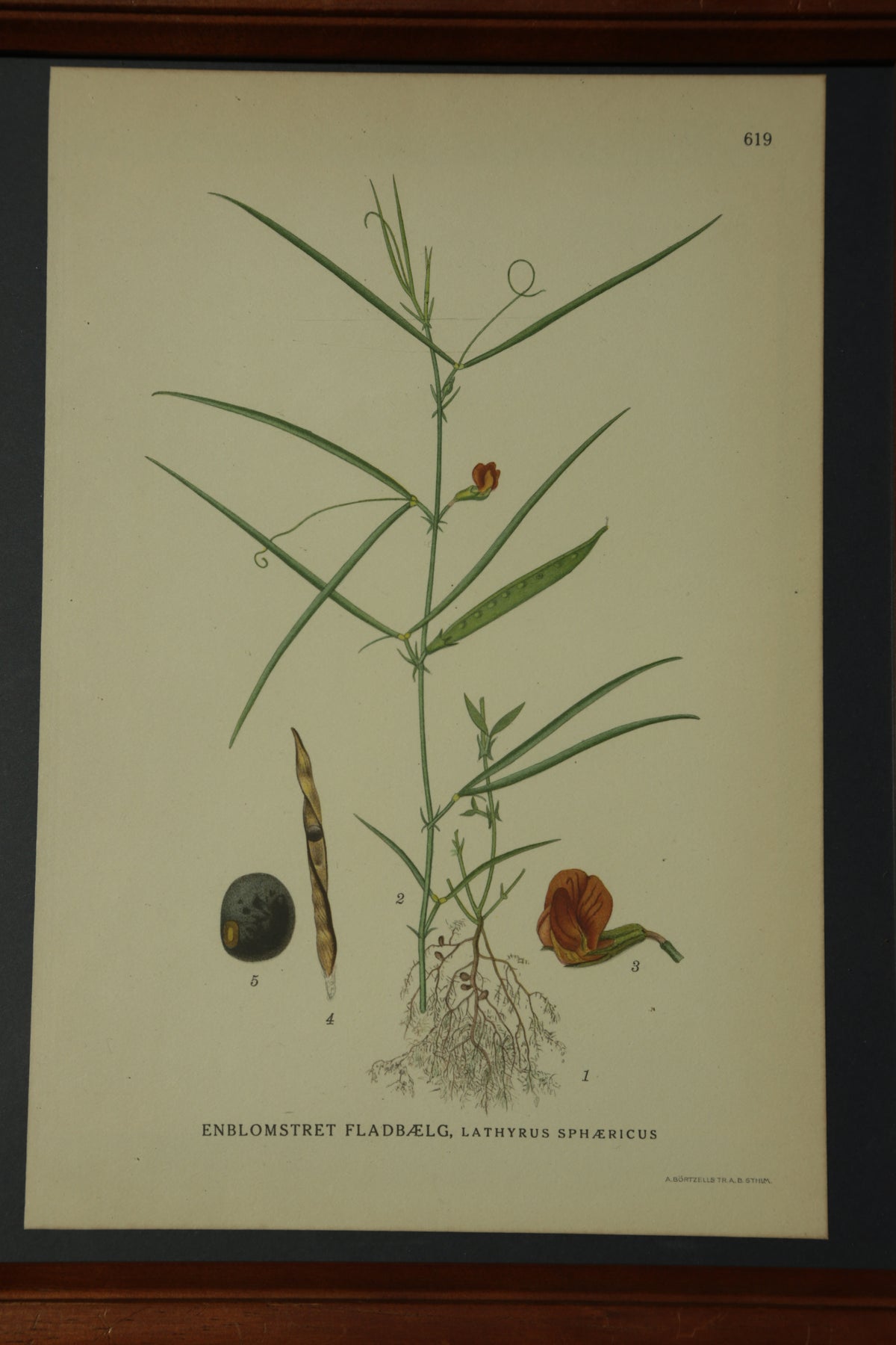 Antique botanical chromolithograph print - Grass Pea