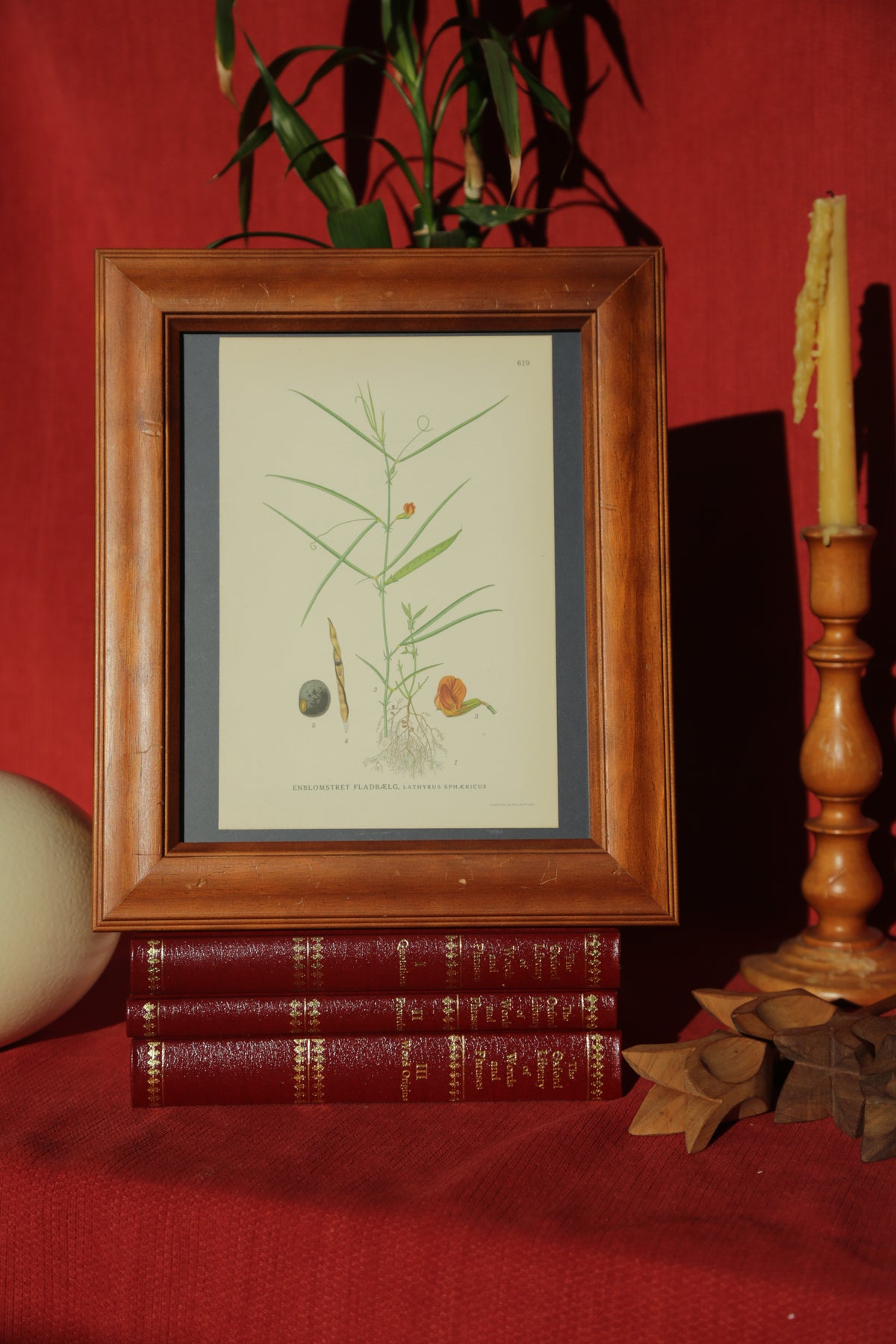 Antique botanical chromolithograph print - Grass Pea