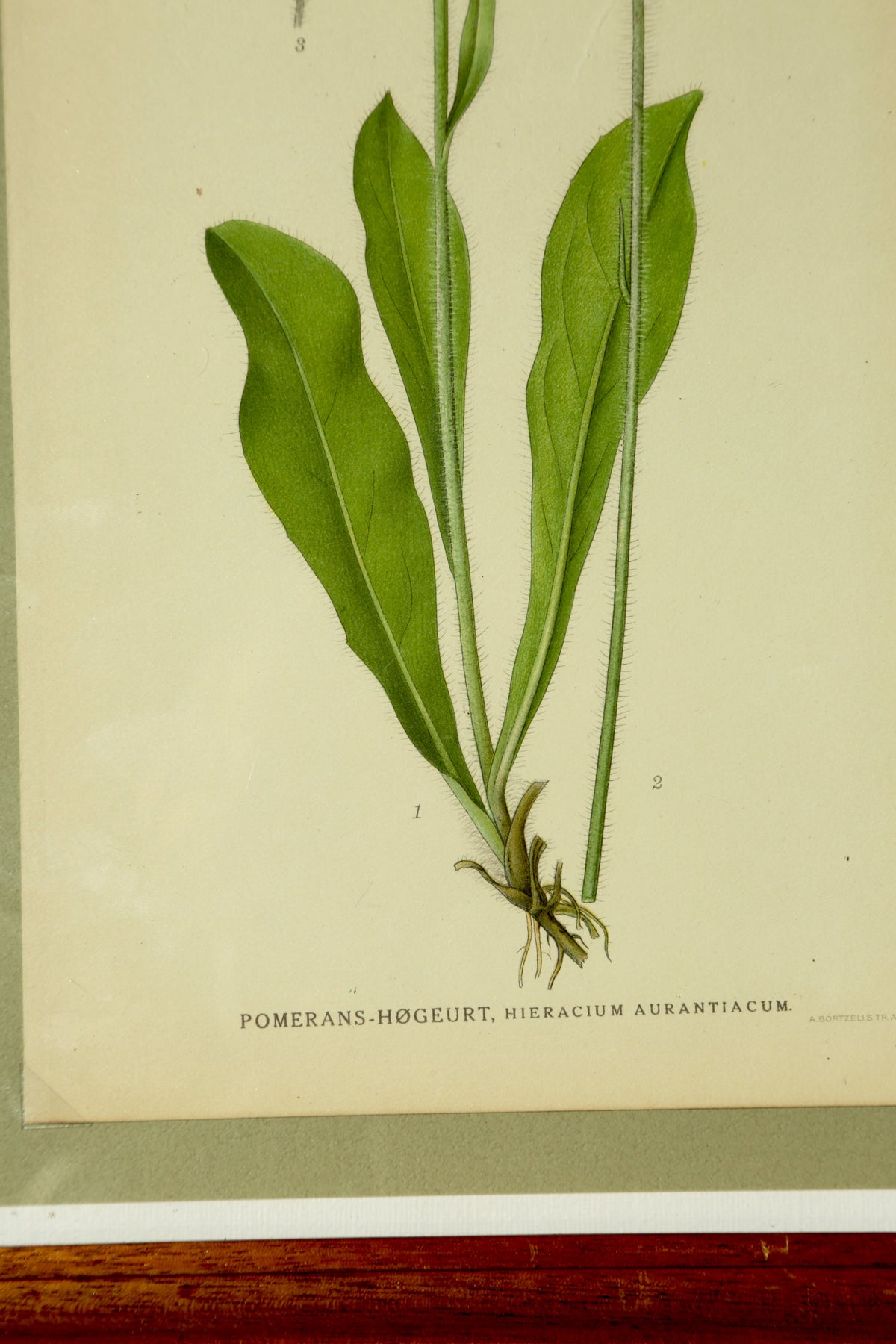 Antique chromolithograph print - Orange Hawkweed
