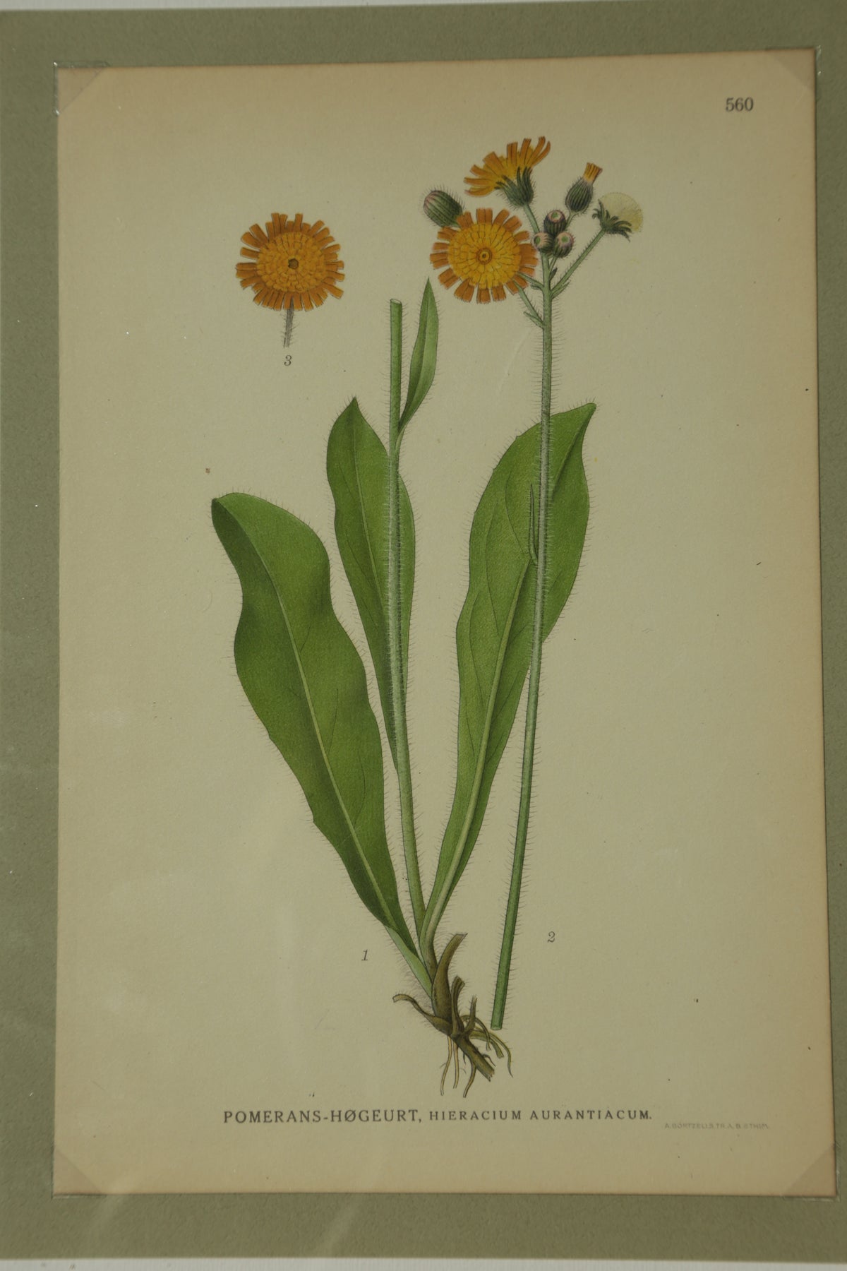 Antique chromolithograph print - Orange Hawkweed