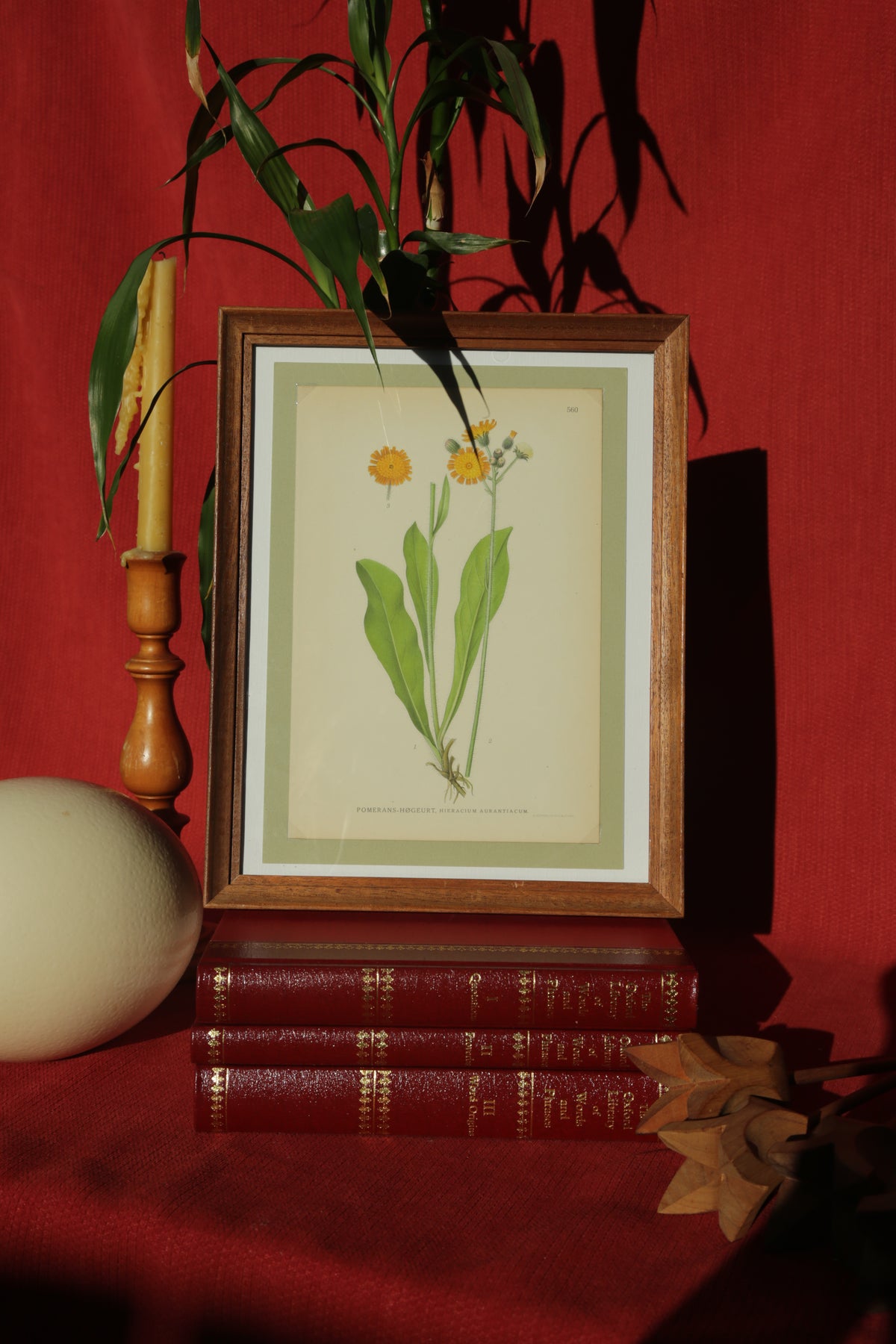 Antique chromolithograph print - Orange Hawkweed