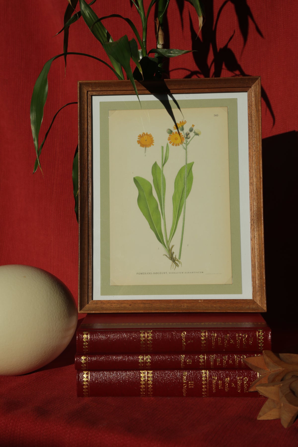 Antique chromolithograph print - Orange Hawkweed